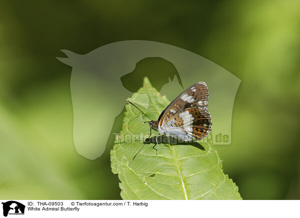 Kleiner Eisvogel / White Admiral Butterfly / THA-09503