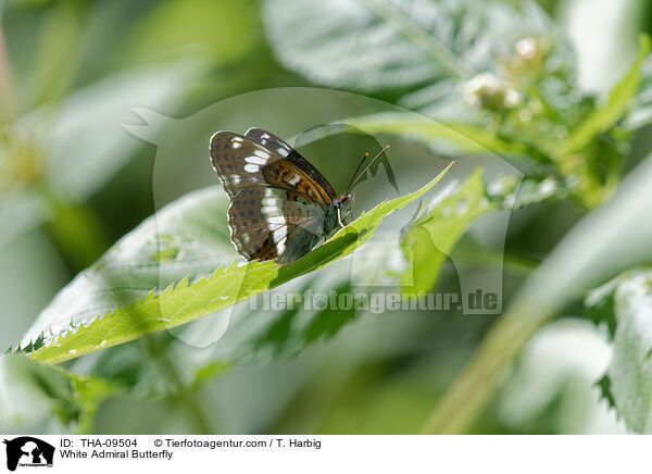 Kleiner Eisvogel / White Admiral Butterfly / THA-09504