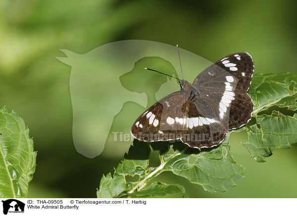 White Admiral Butterfly / THA-09505