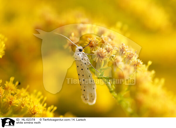 white ermine moth / HL-02378