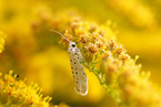 white ermine moth
