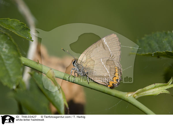 Ulmen-Zipfelfalter / white-letter hairstreak / THA-03427