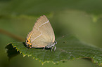 white-letter hairstreak