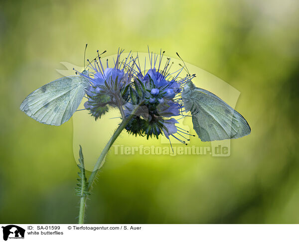 Weilinge / white butterflies / SA-01599