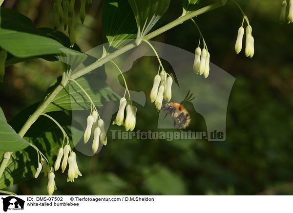 Hellgelbe Erdhummel / white-tailed bumblebee / DMS-07502