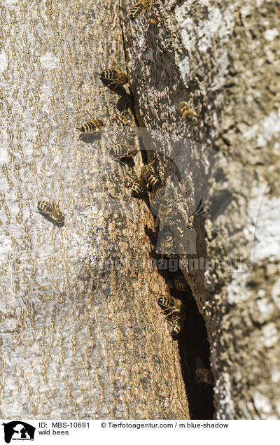 wild bees / MBS-10691