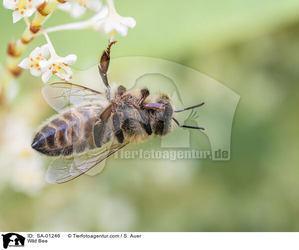 Wildbiene / Wild Bee / SA-01246
