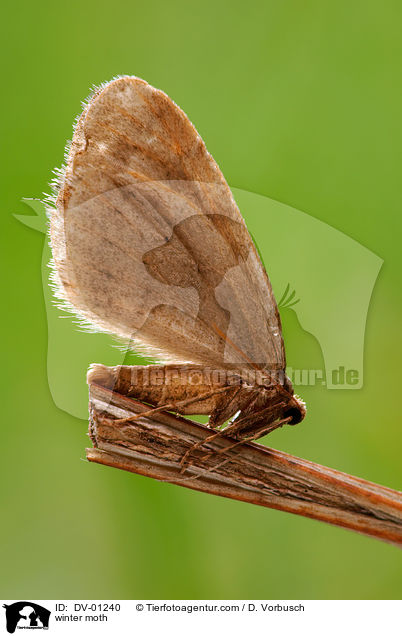 winter moth / DV-01240