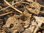 Wolf Spider