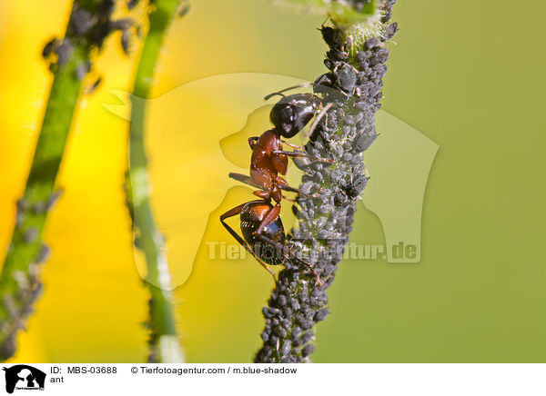 Waldameise / ant / MBS-03688