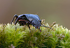 chafer