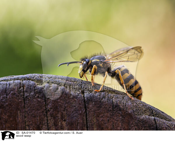 Waldwespe / wood wasp / SA-01470