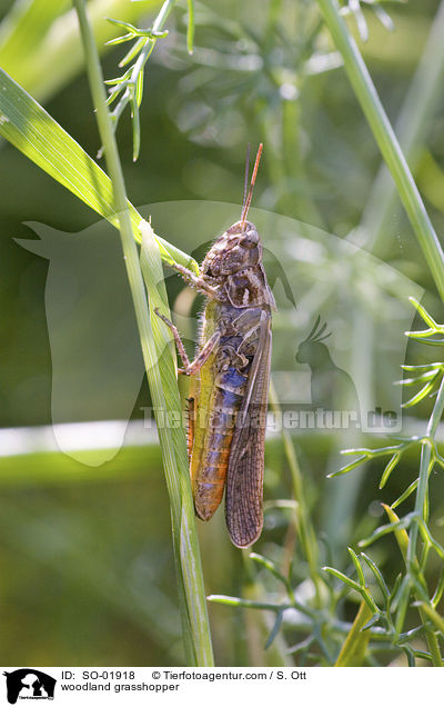 Buntbuchiger Grashpfer / woodland grasshopper / SO-01918