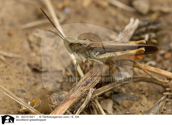 woodland grasshopper / SO-01921