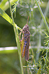 woodland grasshopper