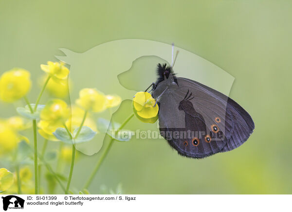 Rundaugen-Mohrenfalter / woodland ringlet butterfly / SI-01399
