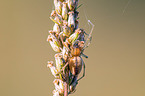 yellow sac spider