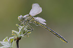 clubtail