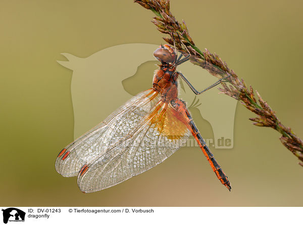 Gefleckte Heidelibelle / dragonfly / DV-01243