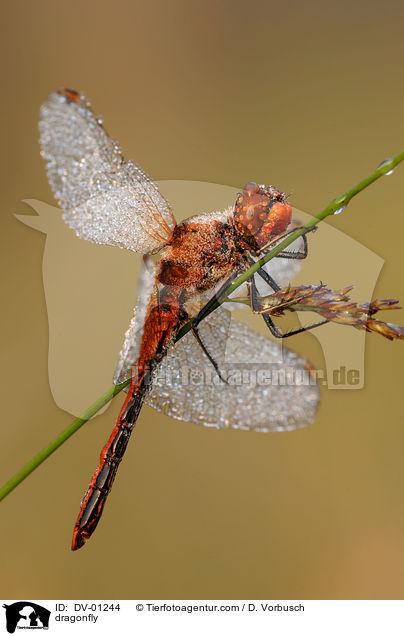 Gefleckte Heidelibelle / dragonfly / DV-01244