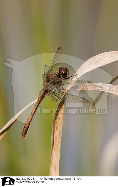 yellow-winged darter / SO-02041