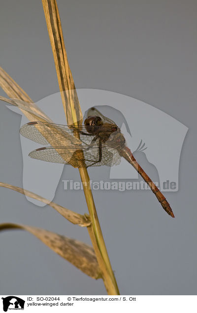 yellow-winged darter / SO-02044