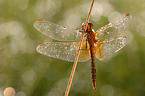 yellow-winged darter