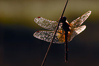 yellow-winged darter