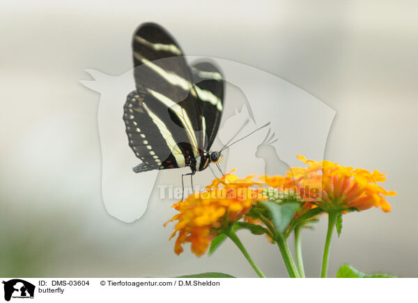 Zebrafalter / butterfly / DMS-03604
