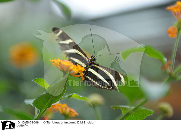 Zebrafalter / butterfly / DMS-03608