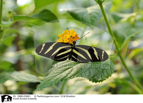 Zebrafalter / brush-footed butterfly / DMS-05861