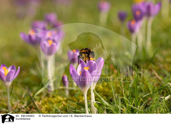 Erdhummel / bumblebee / KB-09983