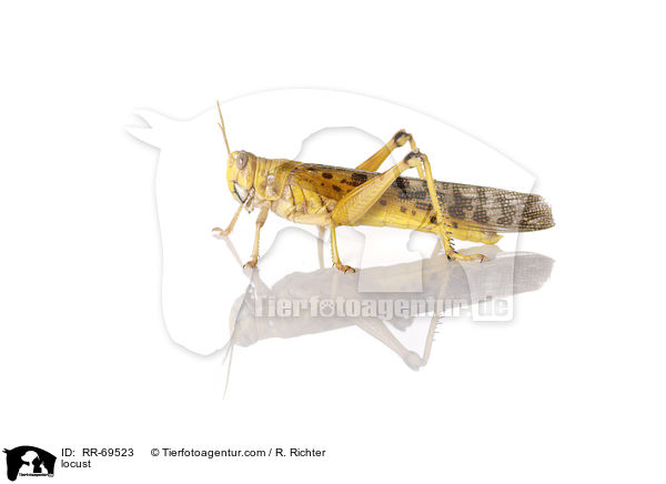 Wanderheuschrecke / locust / RR-69523