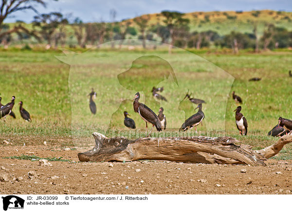 white-bellied storks / JR-03099