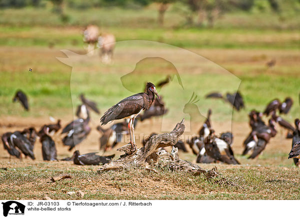 white-bellied storks / JR-03103