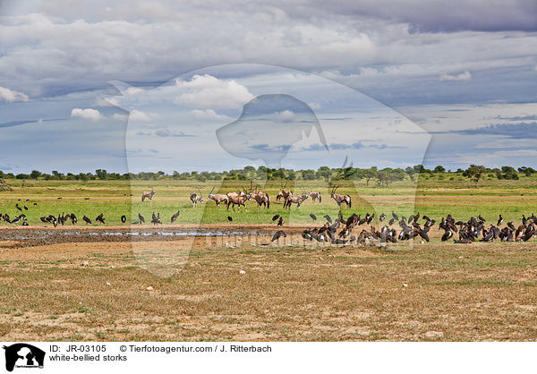 white-bellied storks / JR-03105