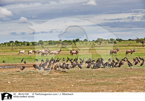 white-bellied storks / JR-03106