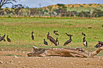 white-bellied storks