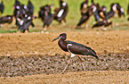 white-bellied storks