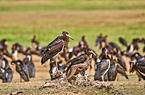 white-bellied storks