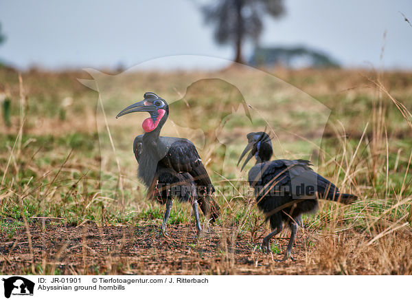 Nrdlicher Hornrabe / Abyssinian ground hornbills / JR-01901