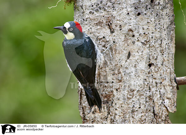 acorn woodpecker / JR-05850