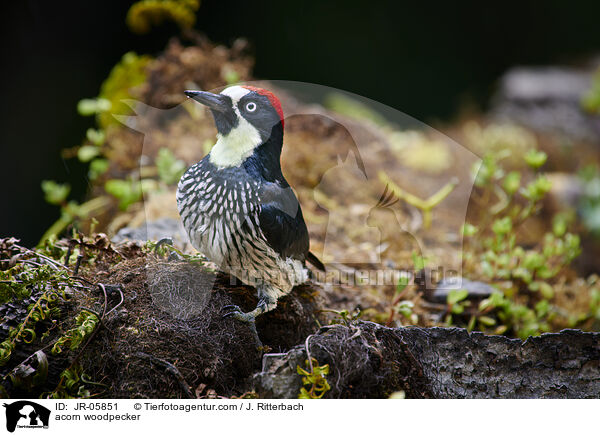 Eichelspecht / acorn woodpecker / JR-05851