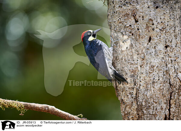 Eichelspecht / acorn woodpecker / JR-05913