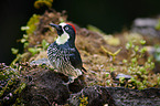 acorn woodpecker