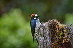 acorn woodpecker