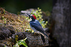 acorn woodpecker