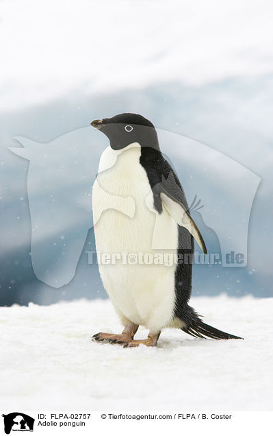 Adeliepinguin / Adelie penguin / FLPA-02757