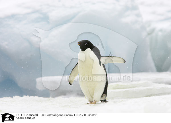 Adelie penguin / FLPA-02758