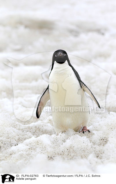 Adeliepinguin / Adelie penguin / FLPA-02763